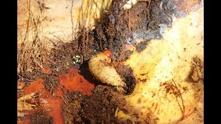 Palmrüssler  Red Palm Weevil  Rhynchophorus ferrugineus [upl. by Rayburn]