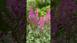 I could look at Astilbe all season Great flower perennial for your garden gardening astilbe [upl. by Etem474]