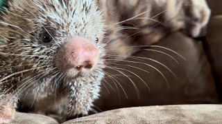 Prehensile tailed porcupine [upl. by Adnelg]