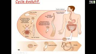 parasitologie Cestodes [upl. by Fraase]