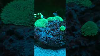 hairy rhodactis mushroom rhodactismushroom aquarium reeftank coral coralreef mushroomcoral [upl. by Aremihc]