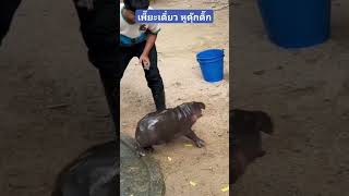 quotหมูเด้งquot โดนเพี๊ยะเดียว หูดุ๊กดิ๊ก หมูเด้ง ฮิปโป moodeng hippo babyhippo สวนสัตว์เขาเขียว [upl. by Nihahs954]