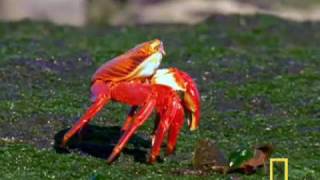 Welcome to the Galapagos Islands [upl. by Merrell363]