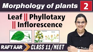 Morphology in Plants 02  Leaf  Phyllotaxy  Inflorescence  Class 11NEET  RAFTAAR [upl. by Hugo]