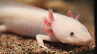 Ajolote Ambystoma mexicanum especie en grave peligro de extinción salvada por acuaristas👏👏 [upl. by Ahsenet]