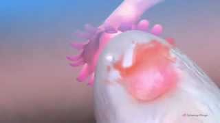 Ovulation amp the menstrual cycle  Narrated 3D animation  YouTube [upl. by Yrolg]