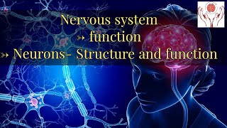 Bio Psychology Part 2 Nervous System Functions Neurons structure and function [upl. by Atiker]