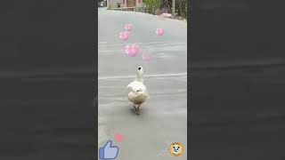 Extremely Funny Duck shorts animallover animalcute [upl. by Lerad273]