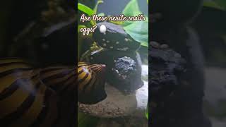 Looks like my nerite snails laying eggs snail neritesnail egg animallover 60smusic 60s [upl. by Eyanaj]