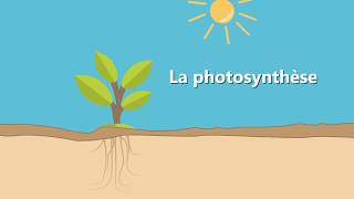 Le développement des 1ers organes dune plante en accéléré‬ [upl. by Freddi]