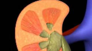 How Kidneys Work [upl. by Eisinger456]