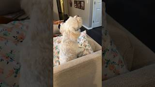 Havanese barking  deep voice dogs dog funnyanimals [upl. by Iroak734]