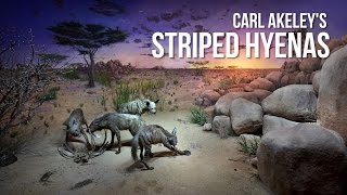 Carl Akeleys Striped Hyenas [upl. by Loy]