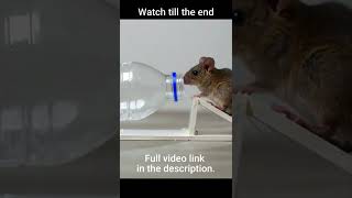 How To Make A Water Bottle MouseRat Trap shorts mousetrap rattrap [upl. by Strenta]