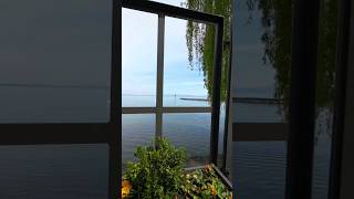 Romanshorn romanshorn beautiful nature me flowers dog youtubeshorts [upl. by Nellac299]