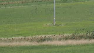 Hen harrier Blå kärrhök hunting over fields in Berga south of Stockholm Sweden 20240822 [upl. by Casie]