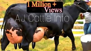 130 Kg Milk Girlando Cow Breed  Girlando gay  Complete Video Documentary By AJ Cattle info [upl. by Nassir]