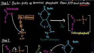 Pyruvate Carboxylase Enzyme Mechanism  Biochemistry [upl. by Eerac]