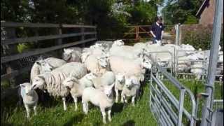 Sheep Shearing DOTF Series 2 Ep6 [upl. by Sonafets]