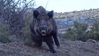 YABAN DOMUZU AVI YOZGAT  AWESOME WILD BOAR HUNTING IN TURKEY HOG HUNTING PIG GAME HUNTS [upl. by Sybley194]