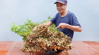 Brilliant Idea  How to Grow Peanuts at Home  Extremely Easy for Beginners [upl. by Nakhsa]