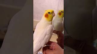 Adorable Singing Cockatiel cockatielscraze cockatiel birdsinging [upl. by Aliet930]