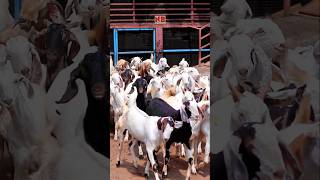 Bakra Eid Viral Video😍 bakraeid bakraeid2025 bakraeidspecial bakra goats trending biggoats [upl. by Esila]