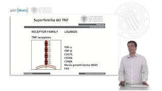 Receptores de Citocinas Clasificación  1118  UPV [upl. by Albina]