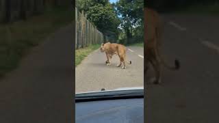 THE LION COMES OUT TO PLAY FOR BIRTHDAY GIRL lion shorts longleat longleat safari dayout [upl. by Noelopan]