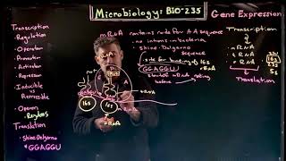 Translational regulation [upl. by Irahcaz]