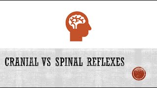 Reflexes Cranial Reflexes vs Spinal Reflexes [upl. by Soinski23]