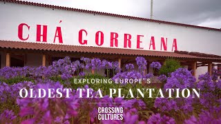 Exploring Europe’s oldest tea plantation [upl. by Azerila]