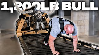 STRONGMAN VS 1200LB BULL  ROGUE EQUIPMENT TESTING [upl. by Aiehtela]