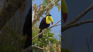 Loud Toucan Sound  What sound does a toucan make [upl. by Abibah]