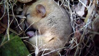 Sleeping Dormouse [upl. by Cutcheon]