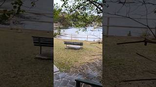 Relaxing Stroll Through Waverton Park Sydney  Scenic Views in 60 Seconds shortsvideo weekend [upl. by Beatrice468]