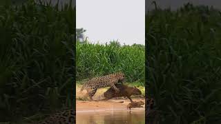 Epic sighting of jaguar killing a capybara today shorts jaguar bigcat wildlife [upl. by Eerazed]