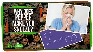 Why Does Pepper Make You Sneeze [upl. by Lexerd]