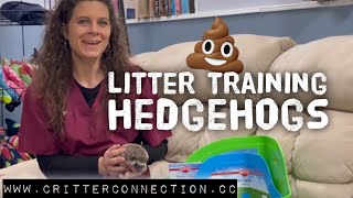 Litter Training Your Hedgehog [upl. by Felicie]