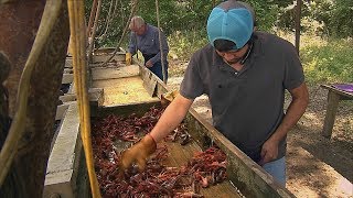 Texas Crawfish Farm Texas Country Reporter [upl. by Uht733]