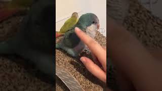 Tickling and Talking with Cutest Quaker Parrots [upl. by Ardeahp367]