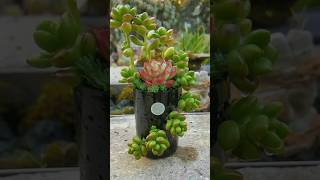 Empty Bottle into Planter planter gardendecor homedecor [upl. by Elyse]