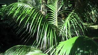 Howea forsteriana Kentia palm [upl. by Roz]