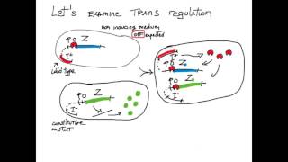 Cis Trans Gene Regulation [upl. by Prudi]