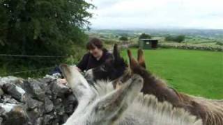 Our visit to The Sathya Sai Donkey Sanctuary Sligo [upl. by Antonella]