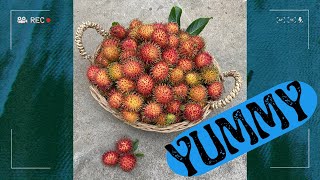 Rambutan Picking [upl. by Refinne]