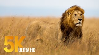 5K African Wildlife Documentary Film  Etosha National Park Namibia Africa [upl. by Armbruster]