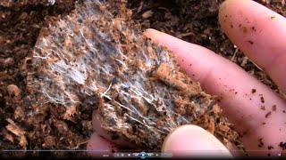 How to Grow Your Own Mycorrhizal Fungi in Chicken Manure and Wood Shavings [upl. by Nalra]