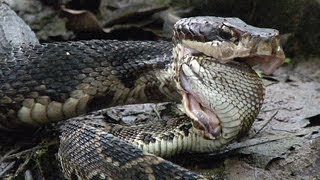 Cottonmouth vs Rattlesnake 01  Cottonmouth Kills amp Eats Rattlesnake [upl. by Stacie]