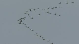 Whooper Swans fly オオハクチョウの群れが飛ぶ [upl. by Ecreip]